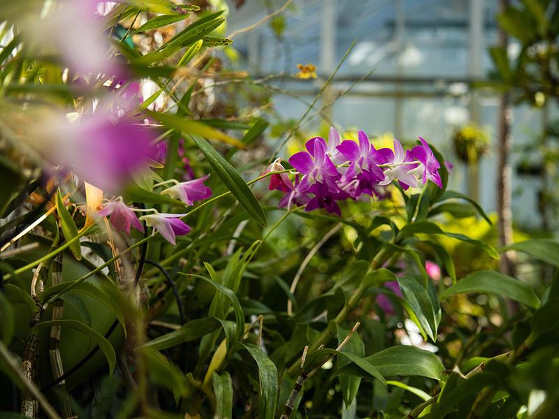 十大电竞游戏综合排名温室里紫色花朵的照片